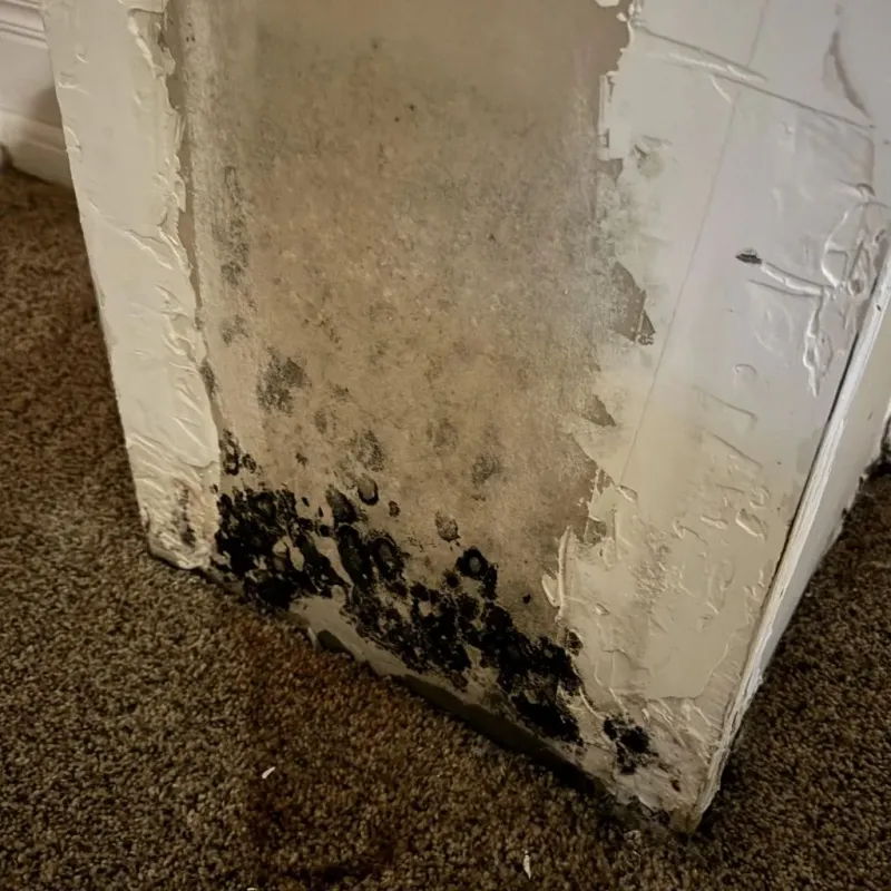 Professional Mold Removal in Groveville, NJ